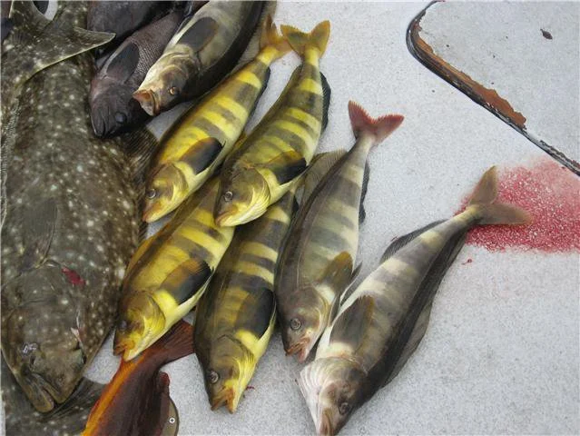 Atka mackerel
