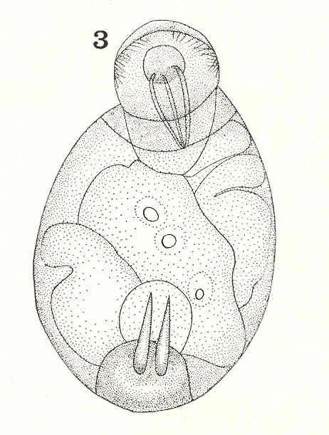 Pleurotrocha aurea