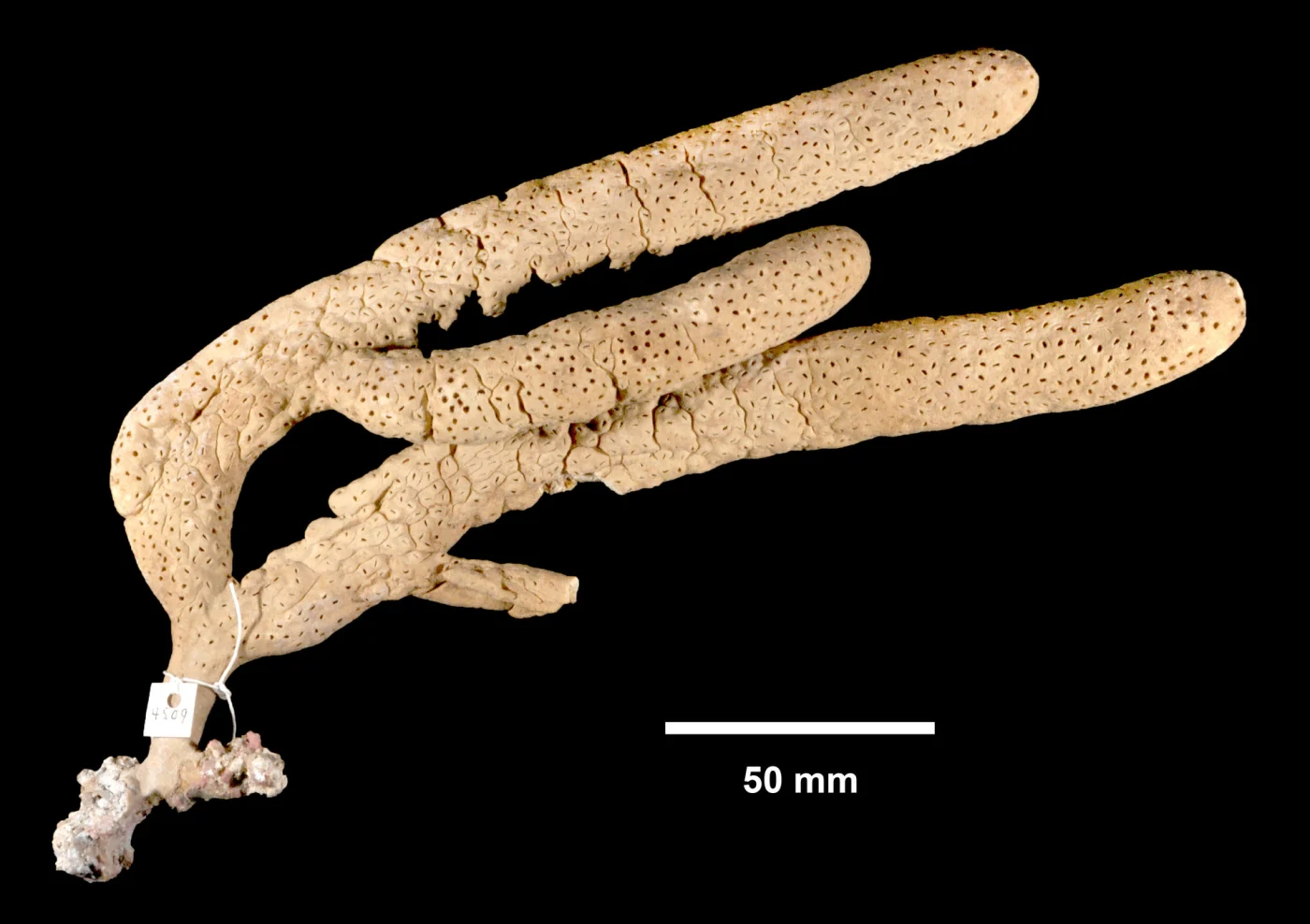 double-forked plexaurella