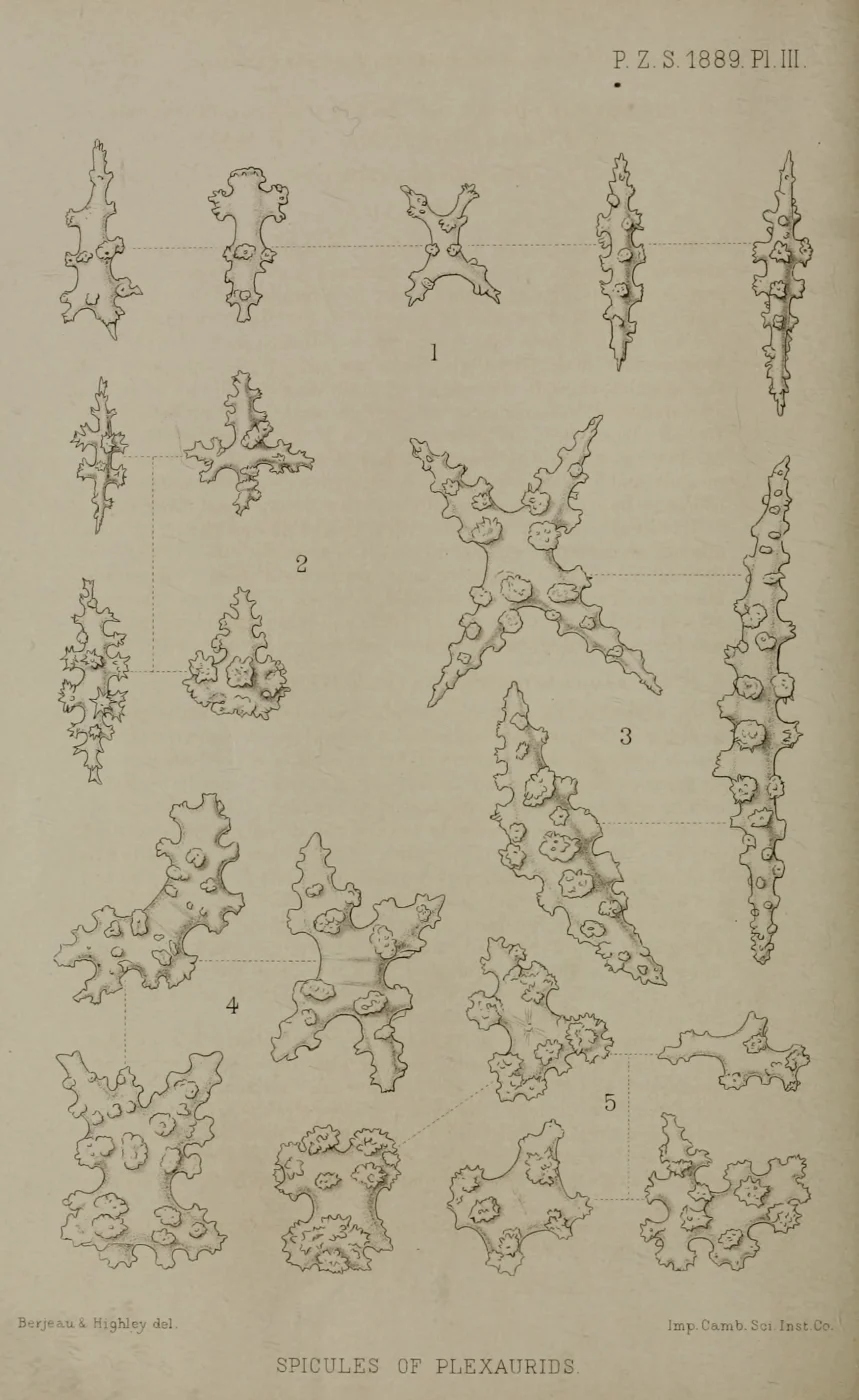 gray plexaurella