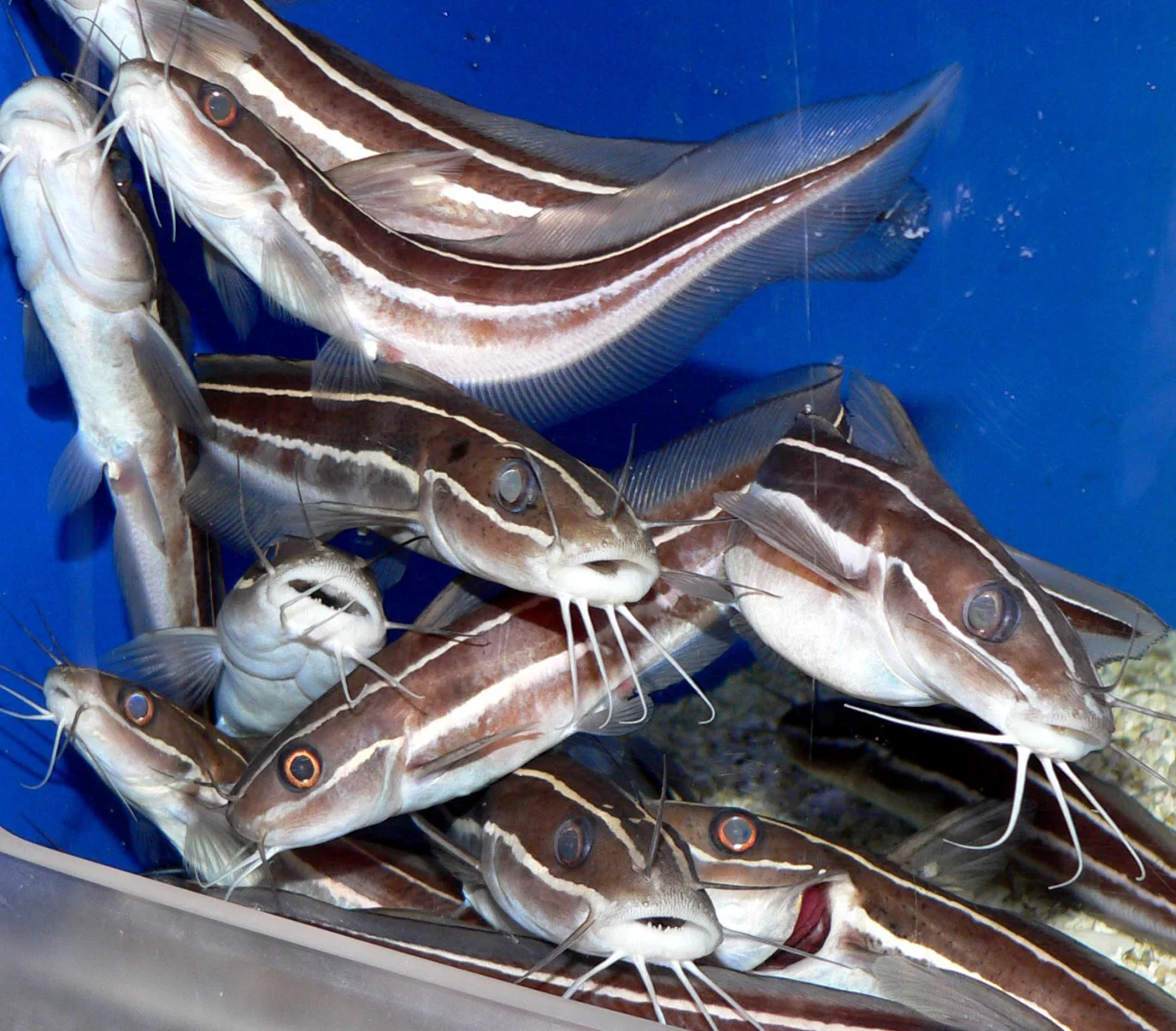 stinging eel catfish