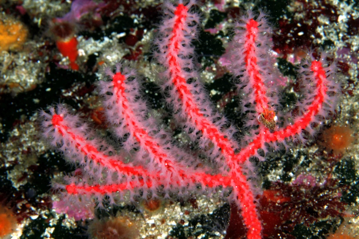 long-spined tree coral