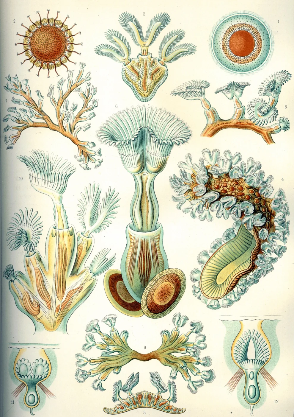 Plumatella crassipes