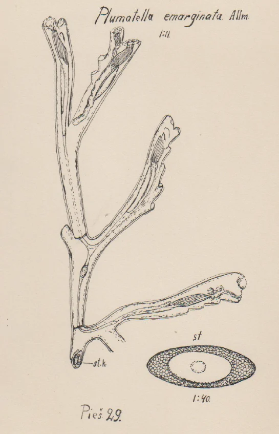 Plumatella emarginata