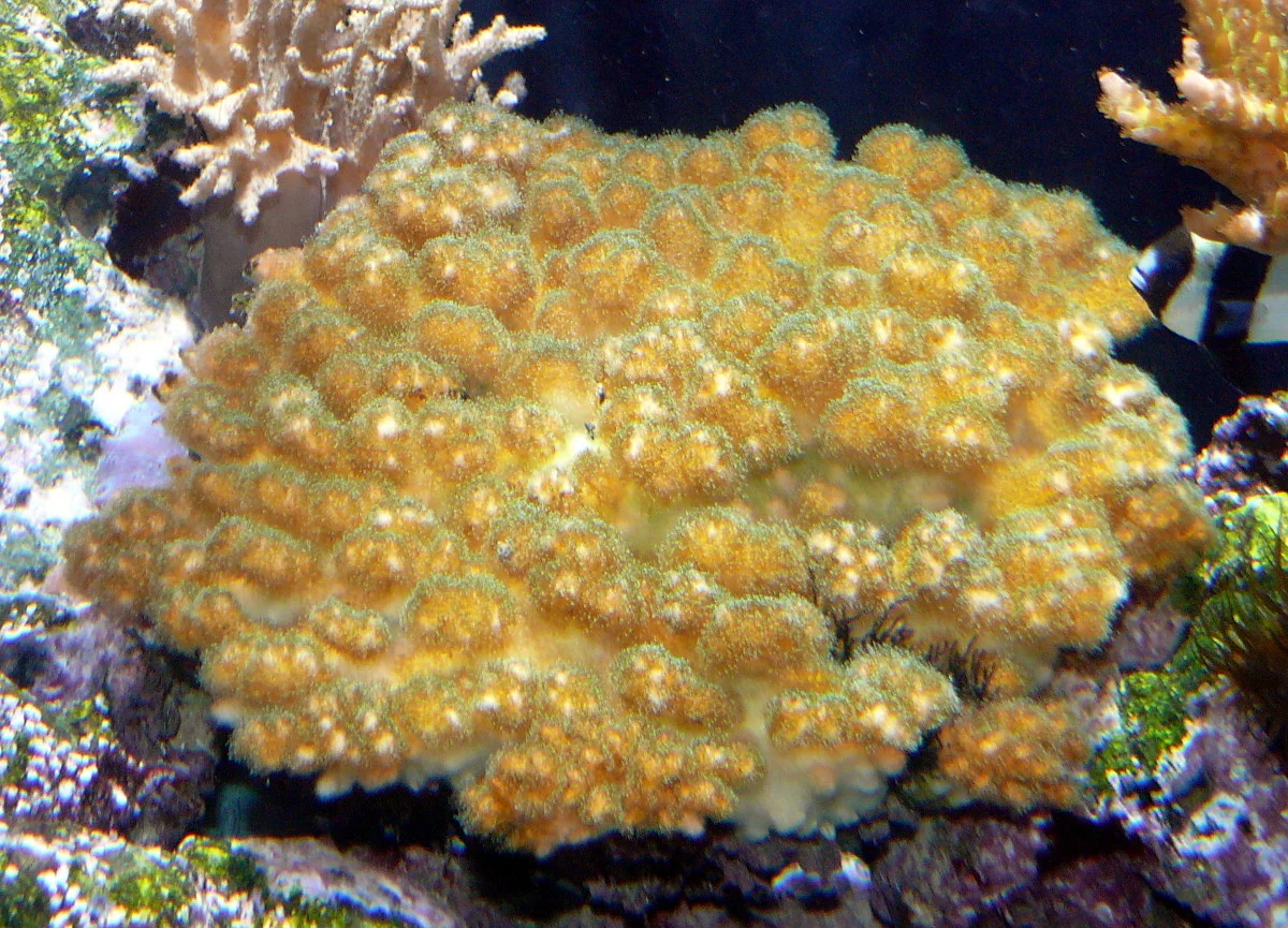 Lace Coral