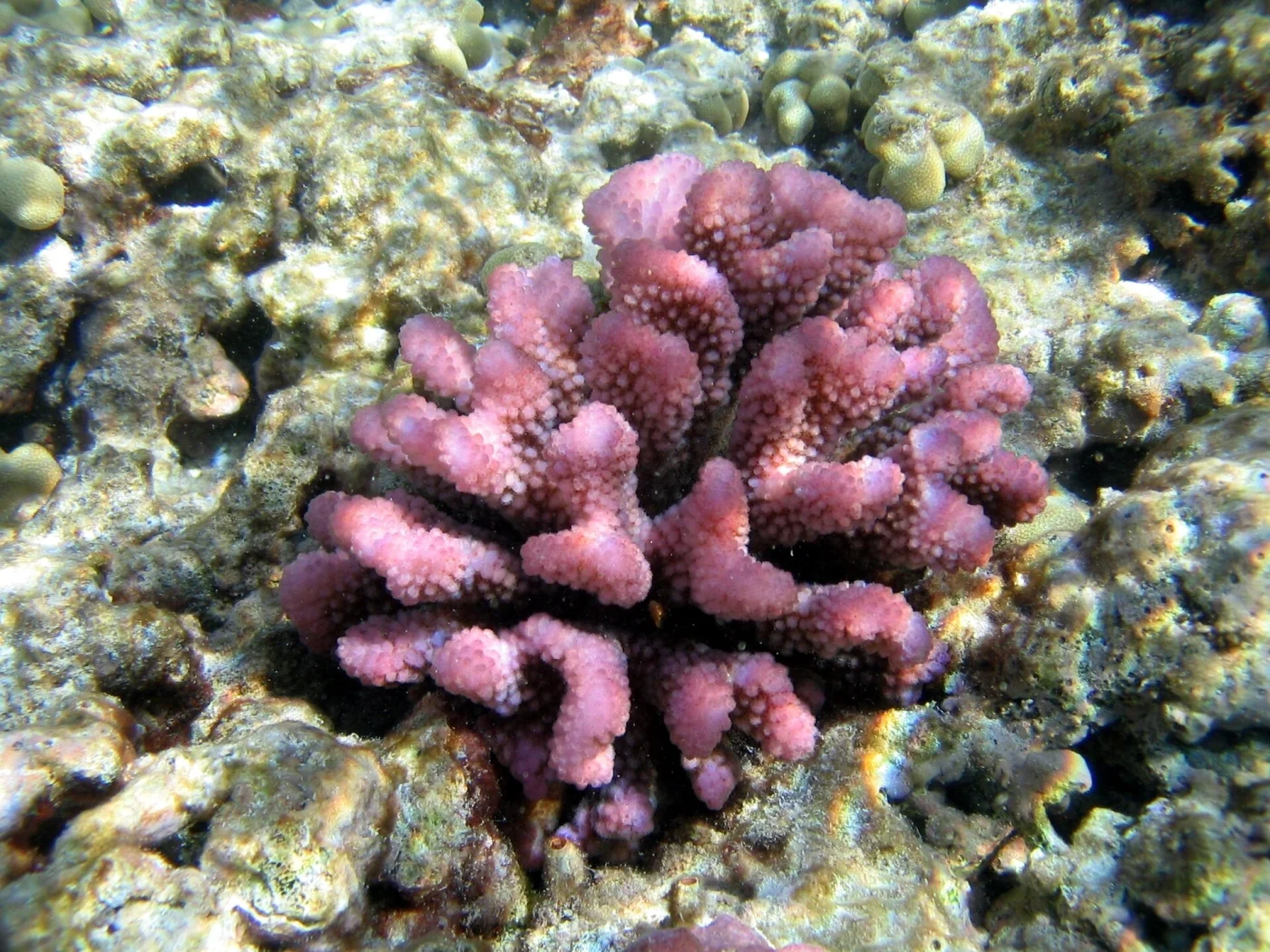 cauliflower coral
