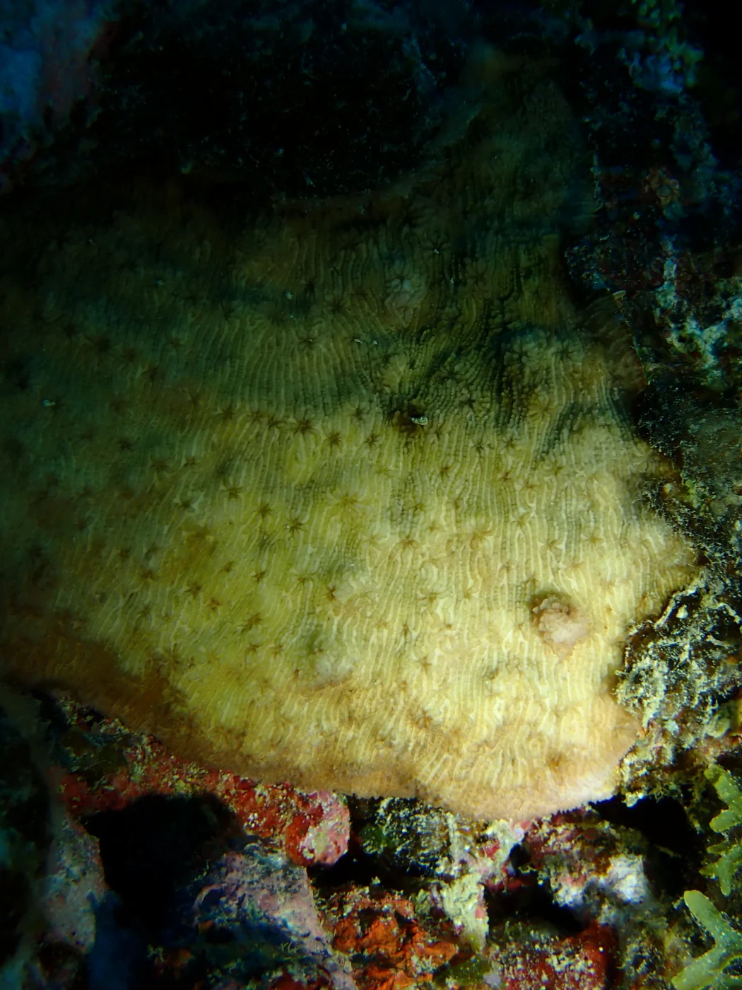 bracket coral