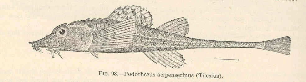 sturgeon poacher