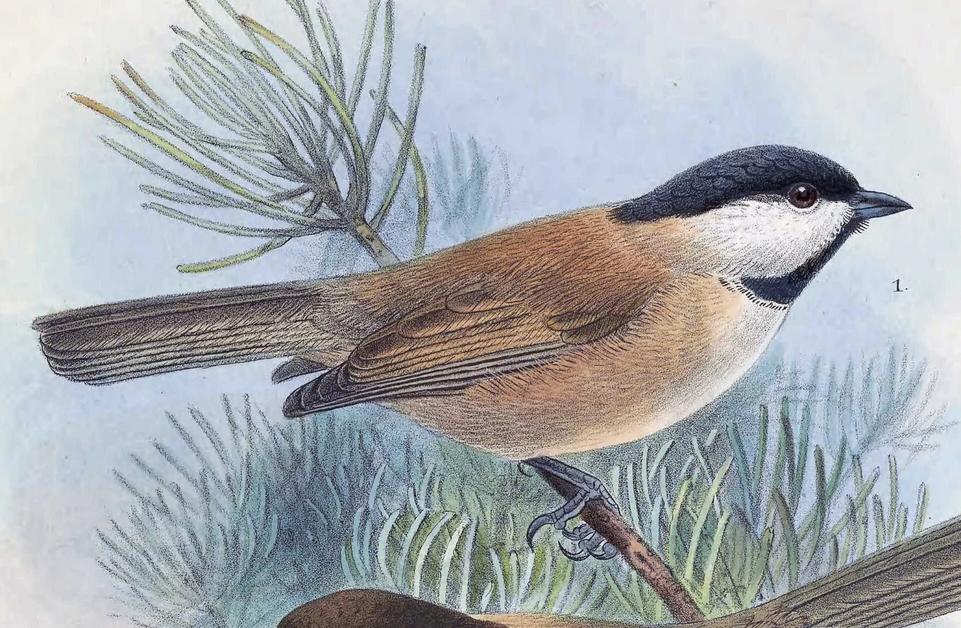 White-browed Tit