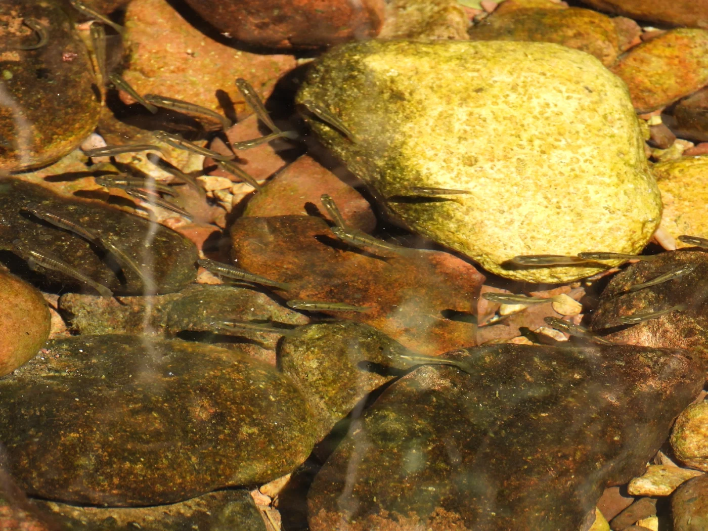 lowland livebearer