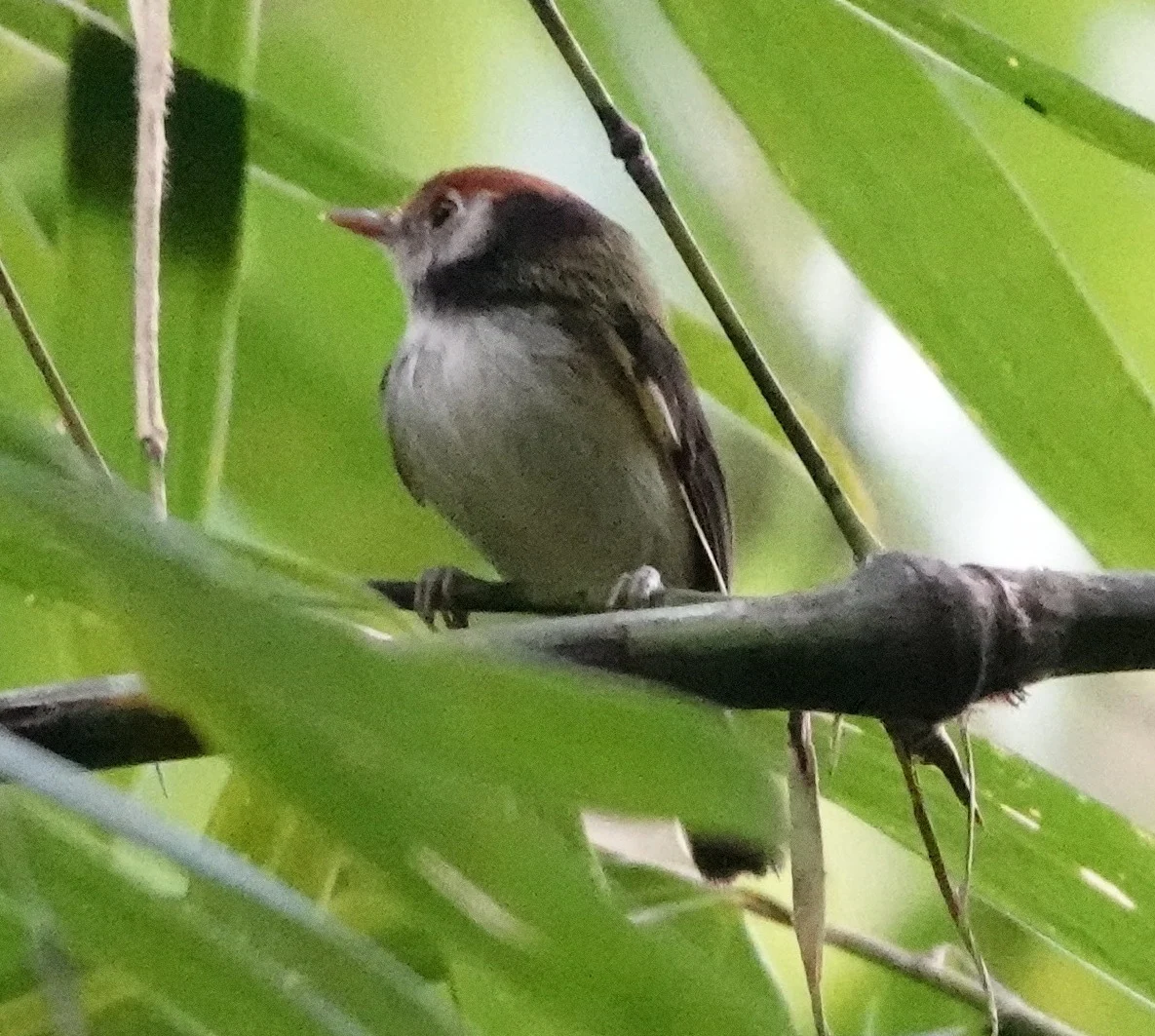White-cheeked Tody-Flycatcher