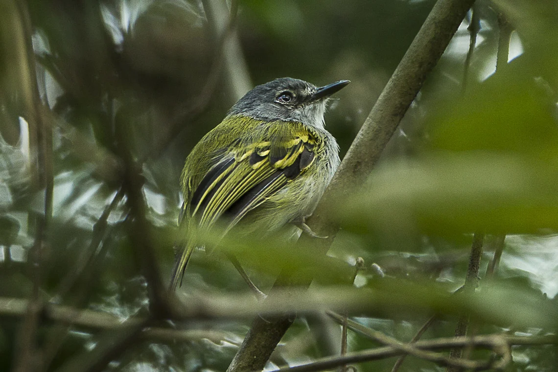 Slate-headed Tody-Flycatcher