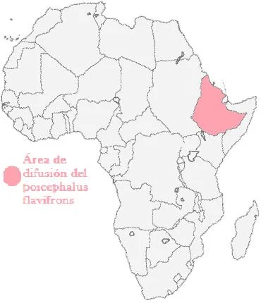YFPA
