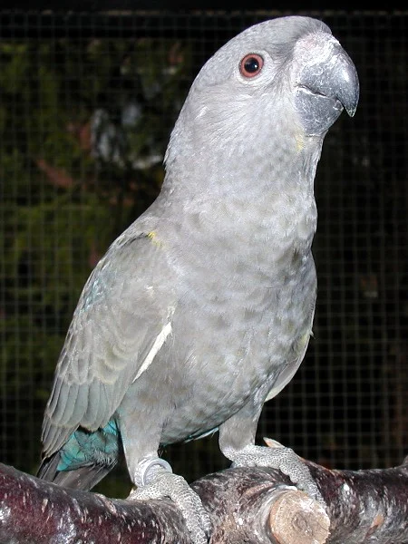 RUPA
