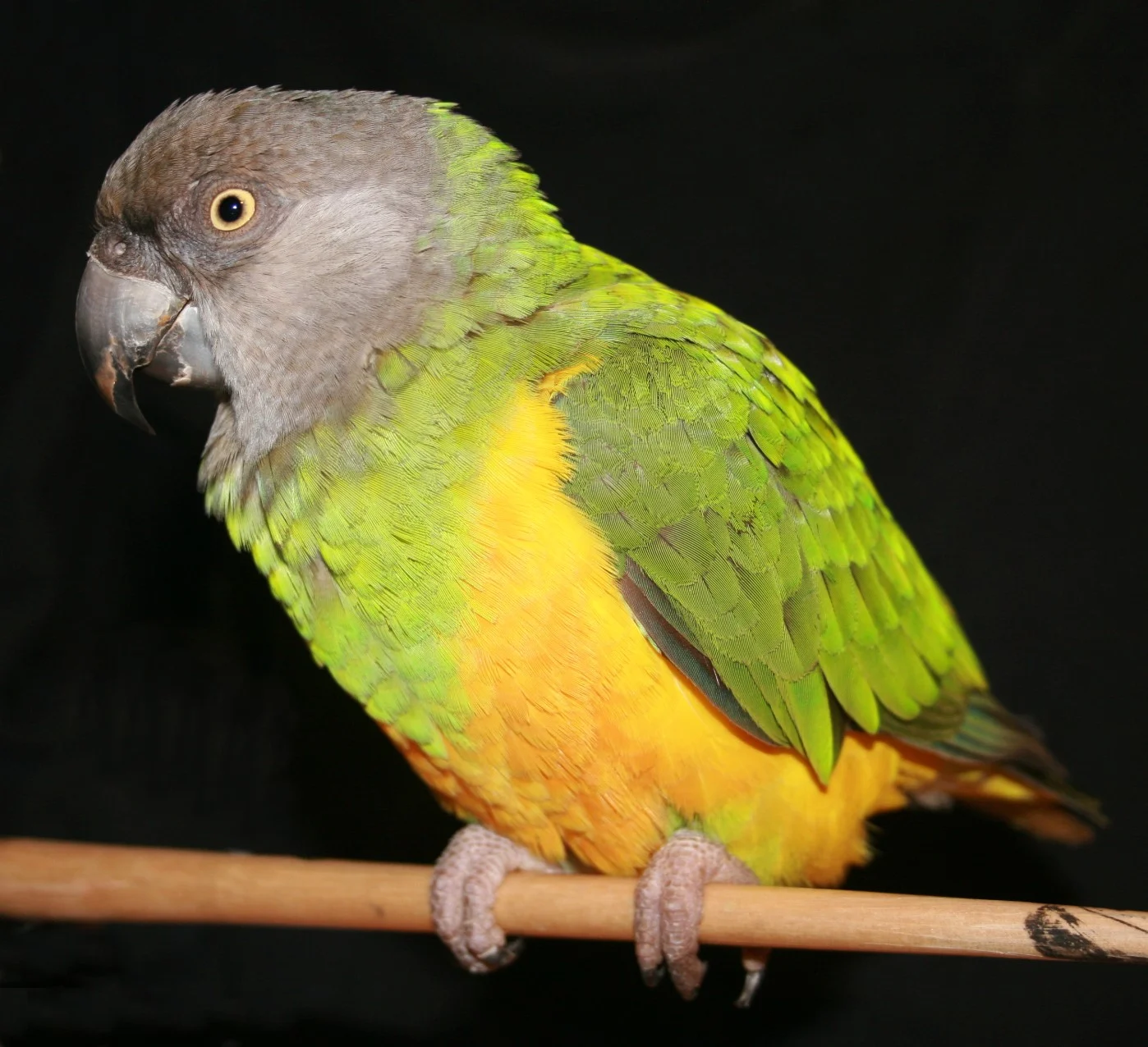 SEPA