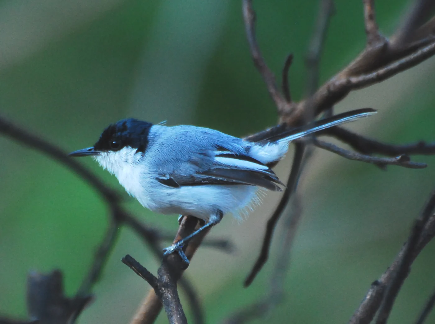 White-lored Gnatcatcher