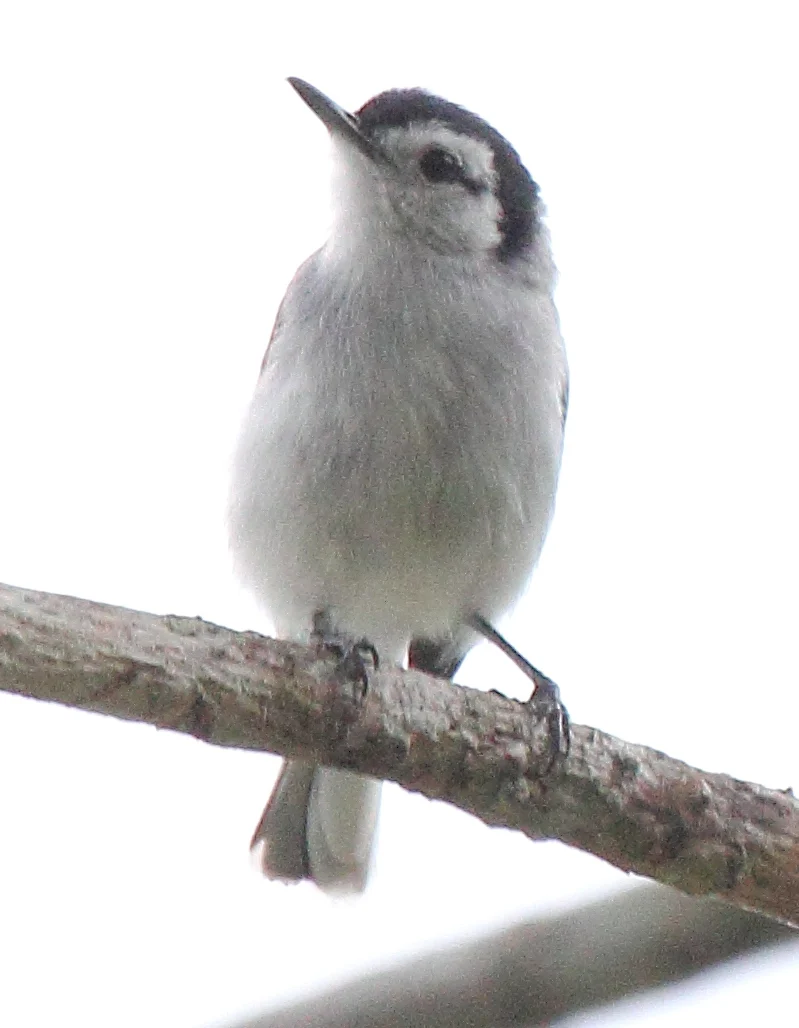 Tropical Gnatcatcher