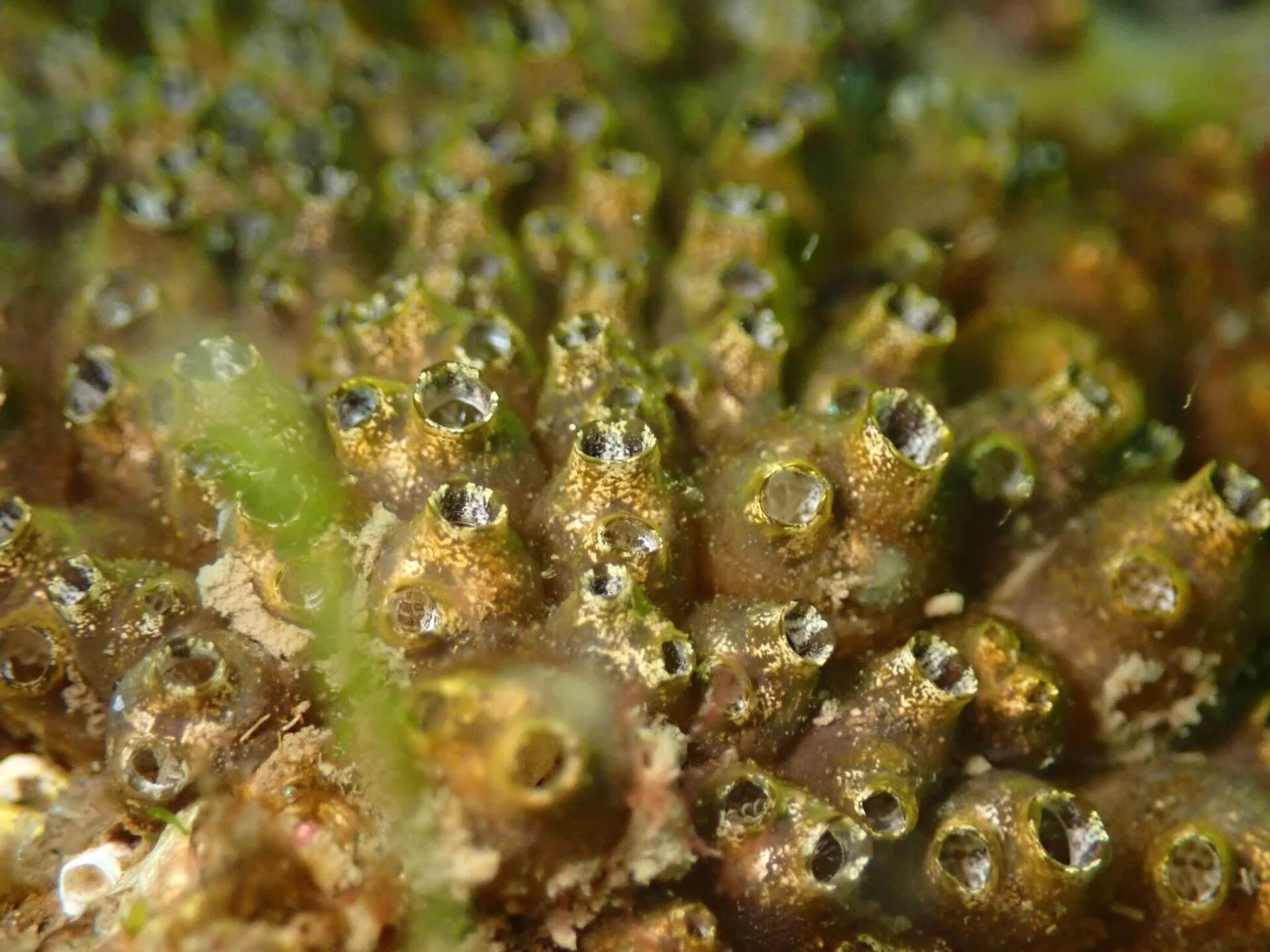 Ascidian