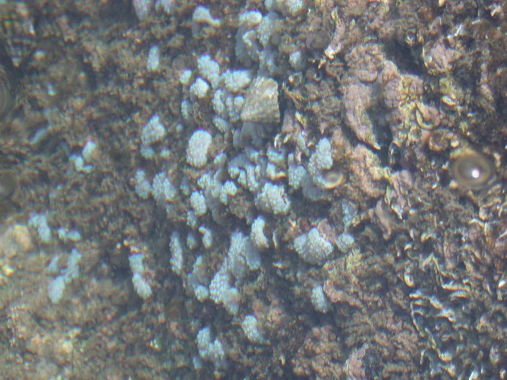 Polycitor subarborensis