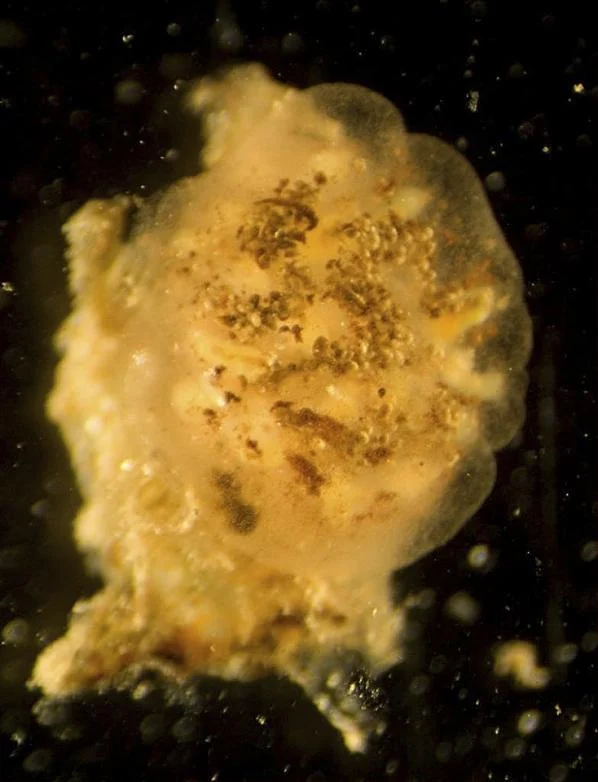 Polycitor translucidus