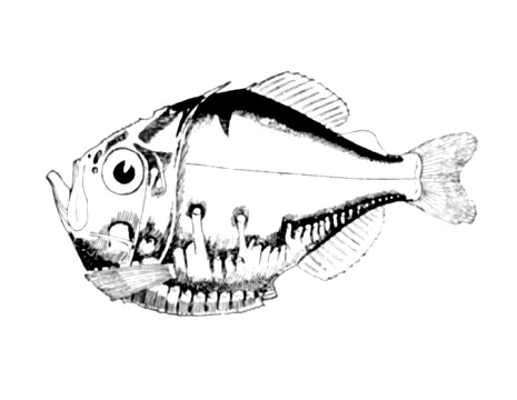 slope hatchetfish