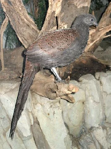 Mountain Peacock Pheasant