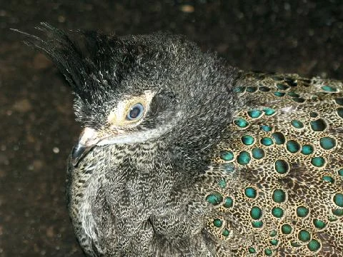 Crested Peacock-pheasant