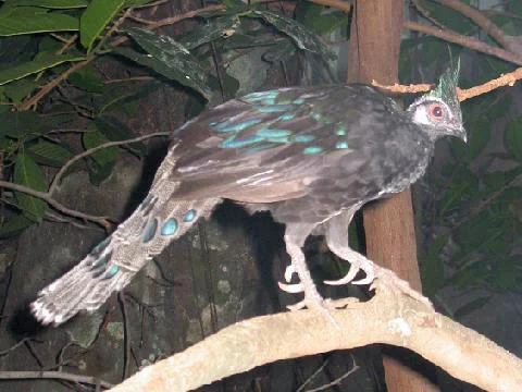 Napoleon's Peacock-pheasant