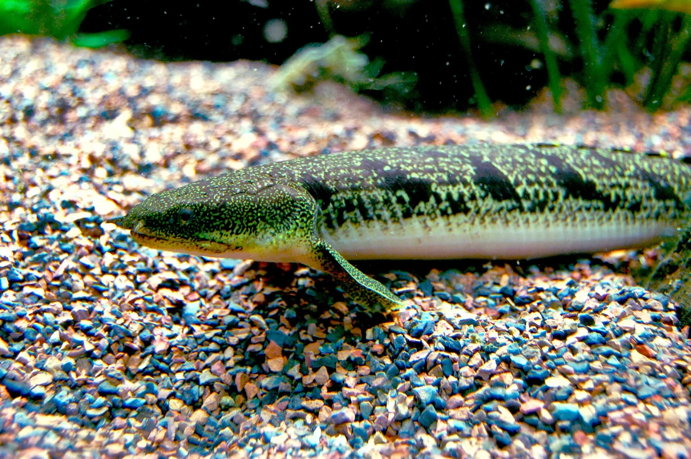 barred bichir