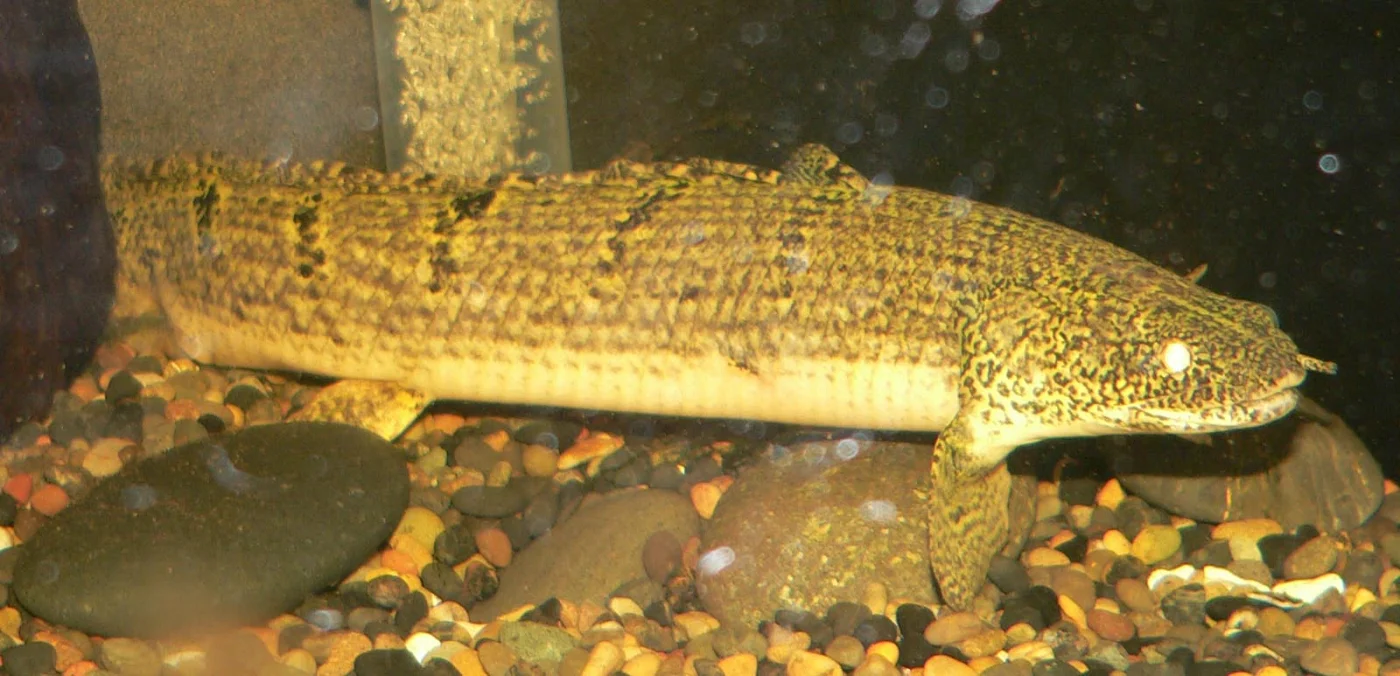 mottled bichir