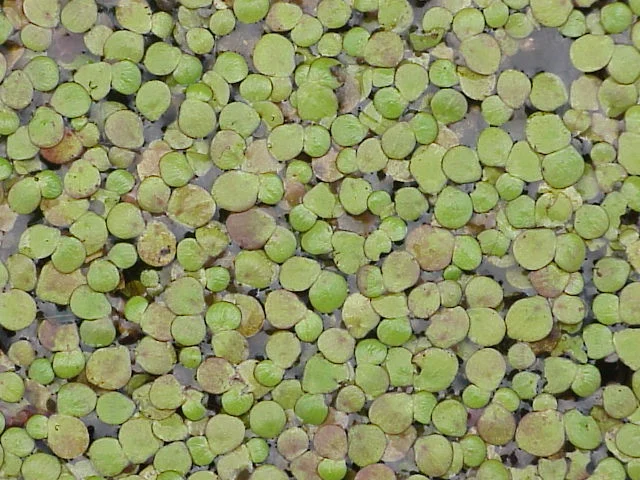 Polyrhiza orithyia