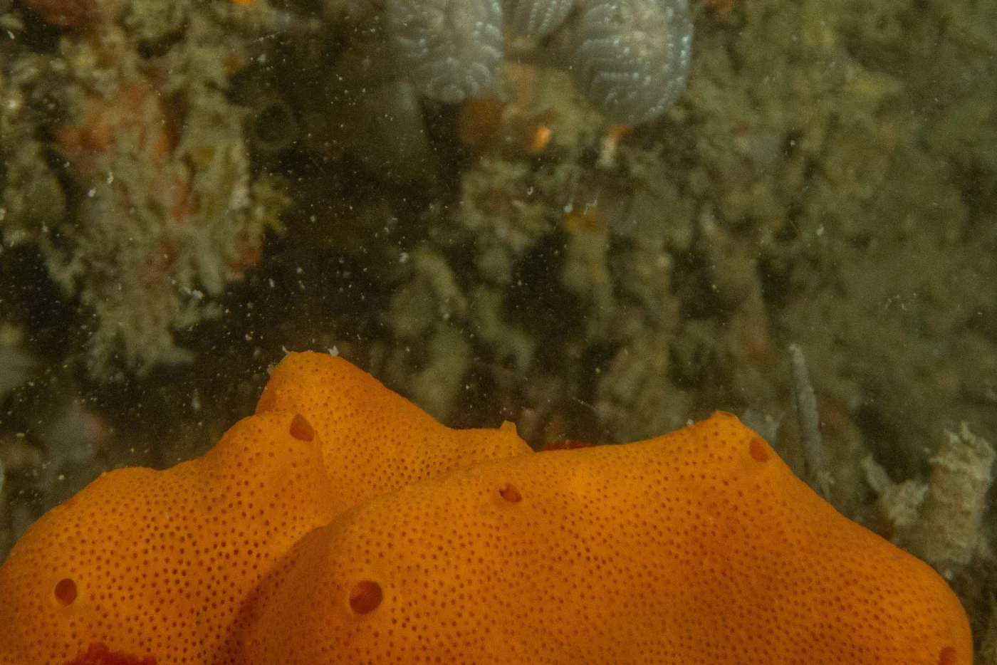 Polysyncraton chondrilla