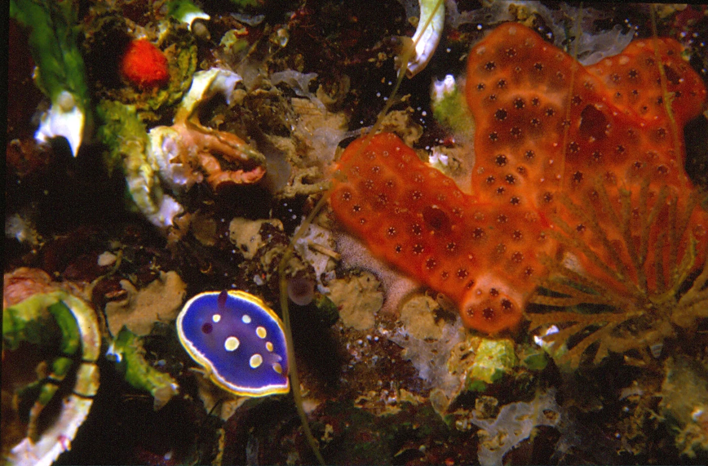 Polysyncraton luteum