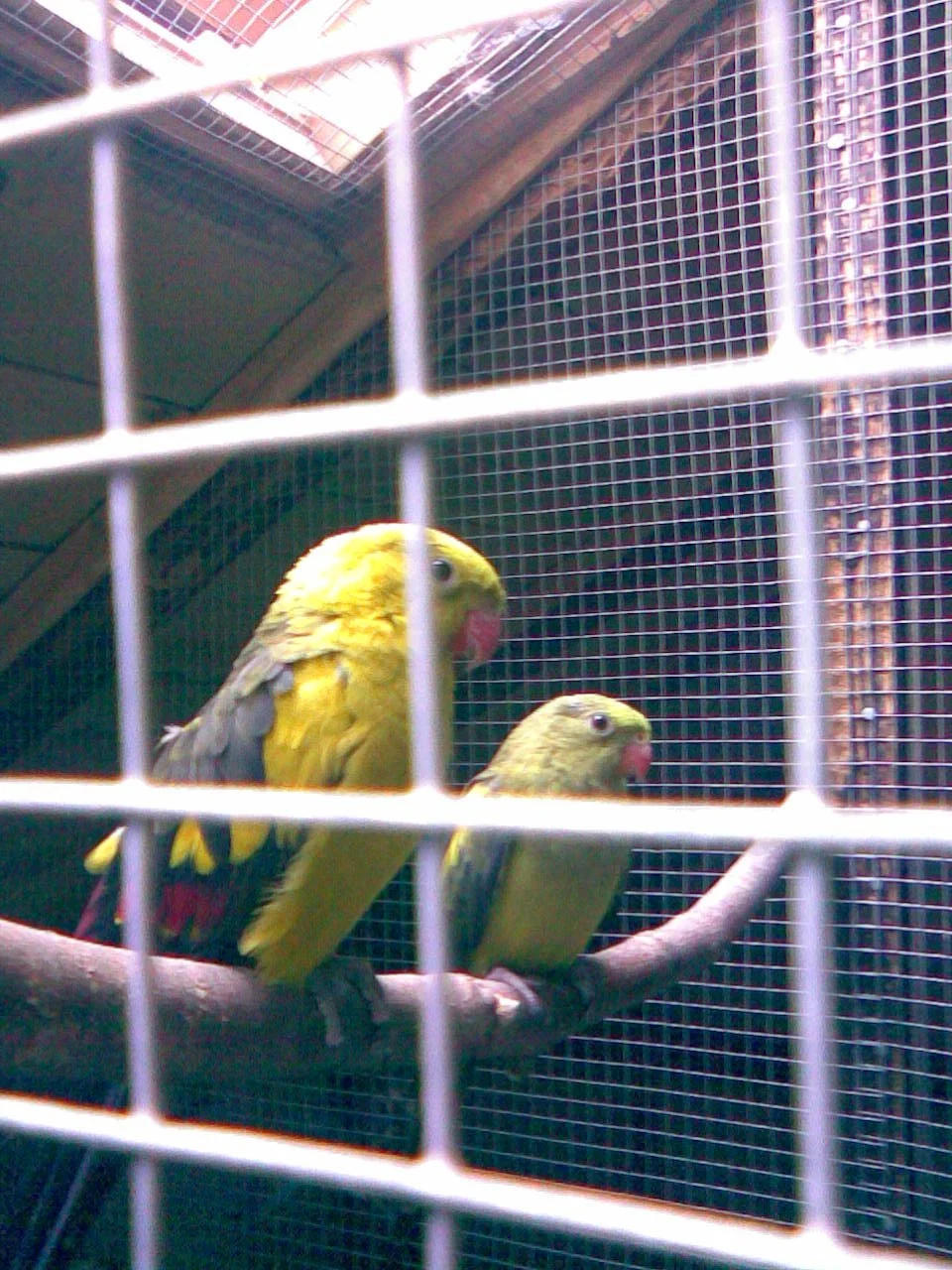 Regent Parrot