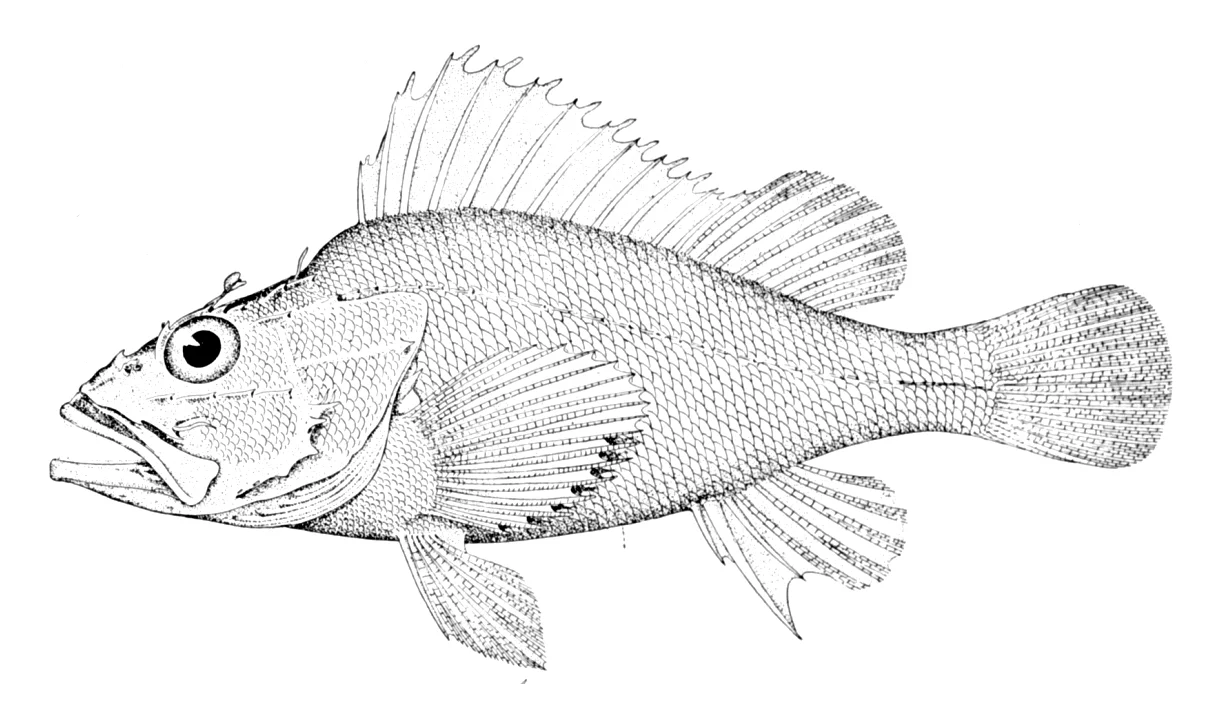 highfin scorpionfish