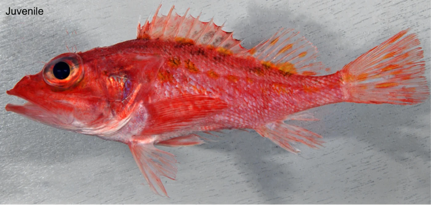 speckled scorpionfish