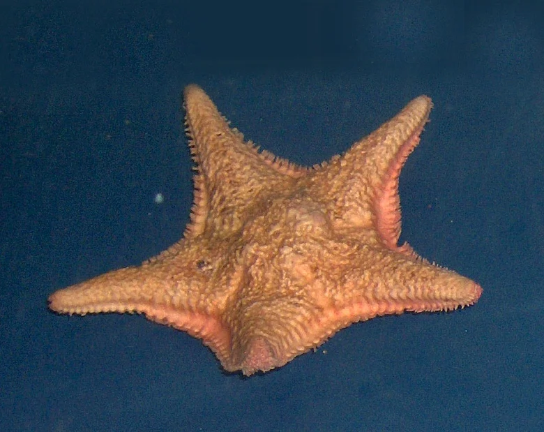 Red Cushion Star