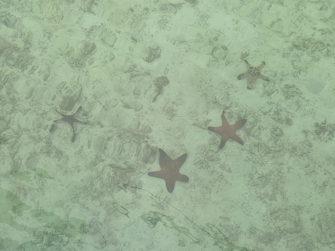 Superb Sea Star