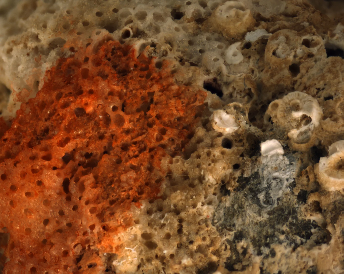 Poricella celleporoides