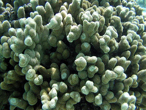 hump coral