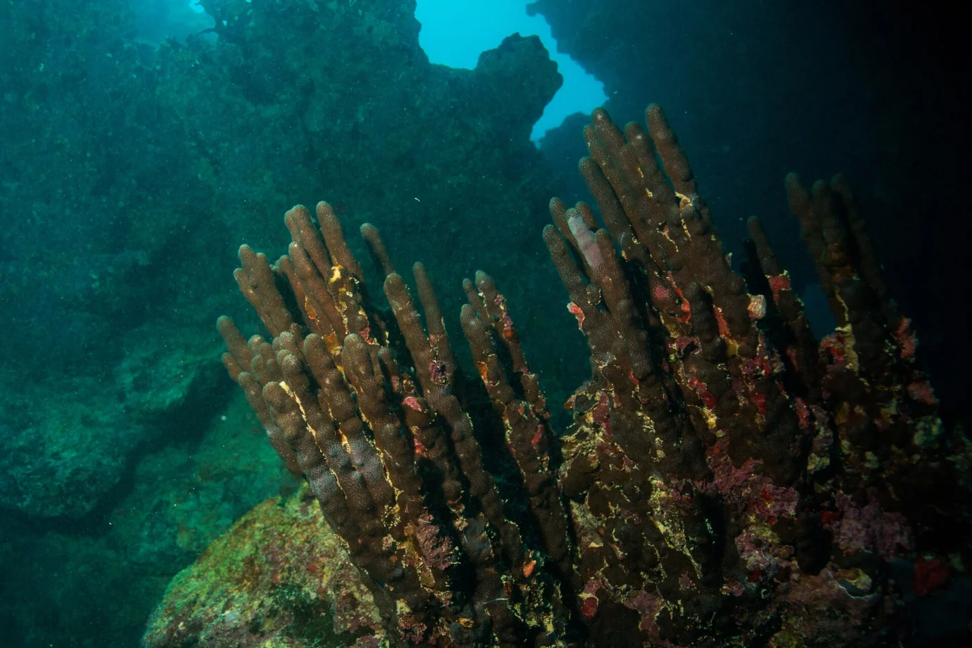 blude curst coral