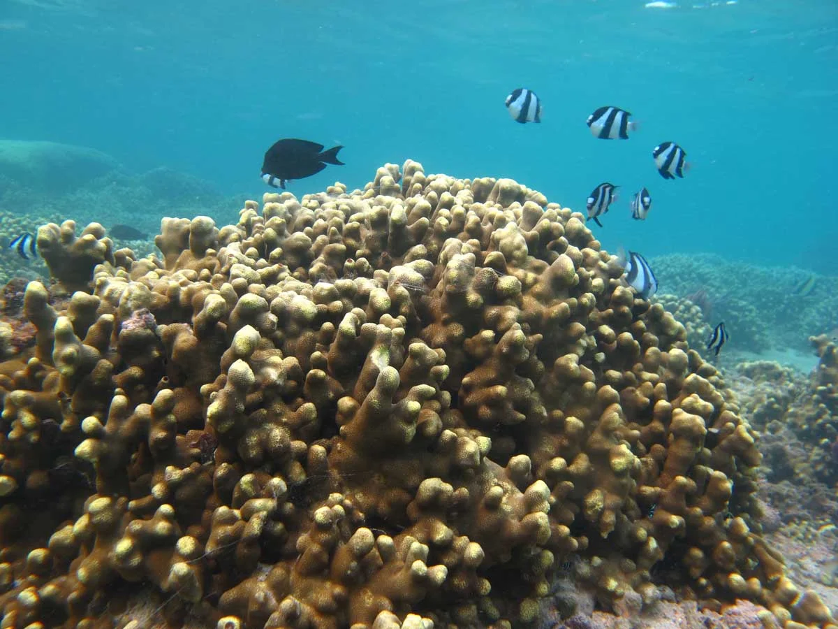 cylindrical finger coral