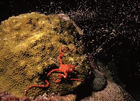 hump coral