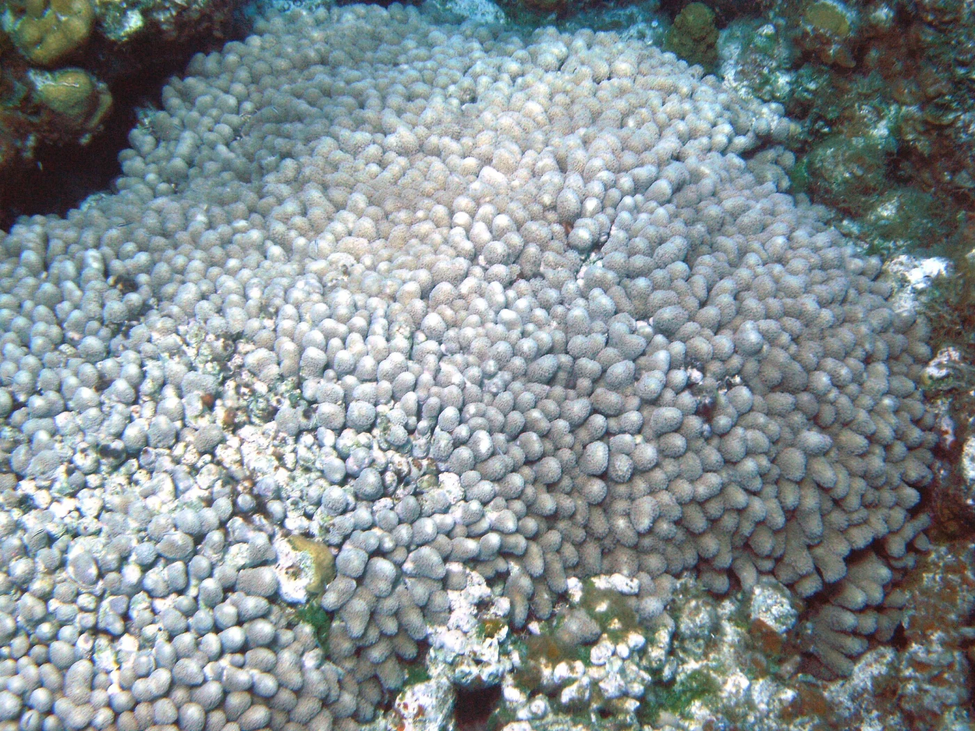 branched finger coral
