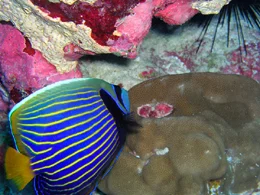 hump coral
