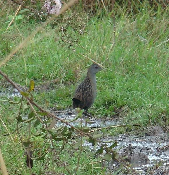 Ash-throated Crake
