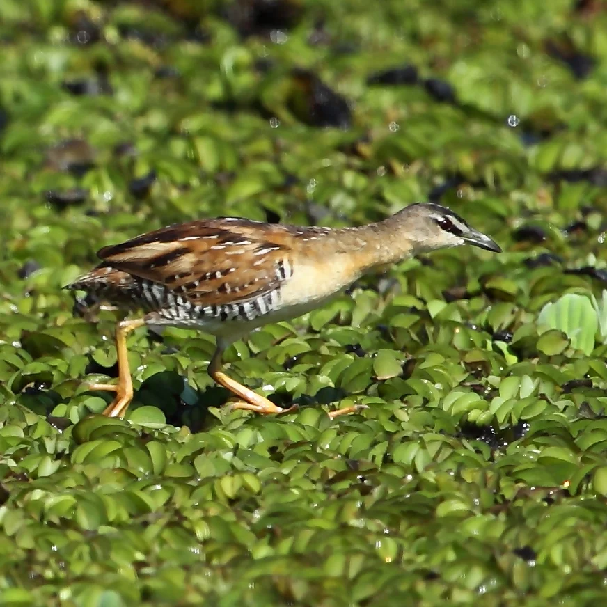 Yellow-breasted Crake