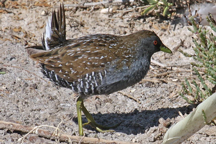 Australian Crake
