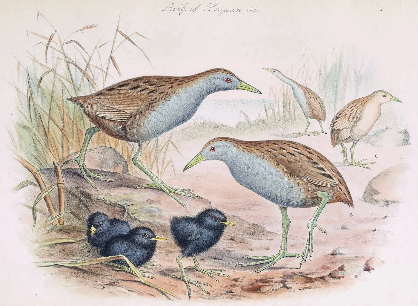 Laysan Rail