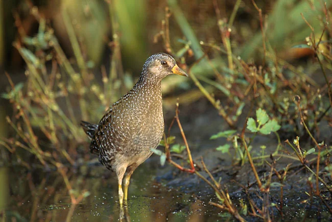 Spotted Crake